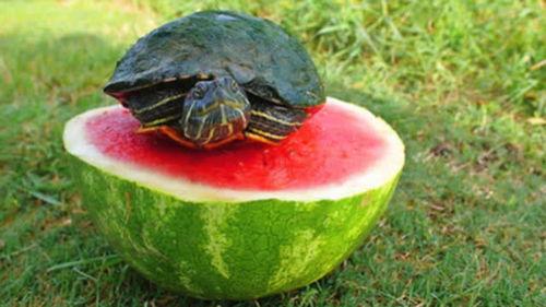 吃瓜巴西,探寻瓜果飘香的异国风味