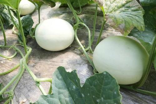 玉瓜怎样吃,解锁健康美味新体验