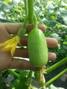 陕西杨凌吃瓜,探寻陕西杨凌的夏日美味之旅