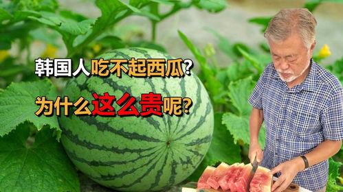 一人吃瓜文案,揭秘娱乐圈背后的秘密