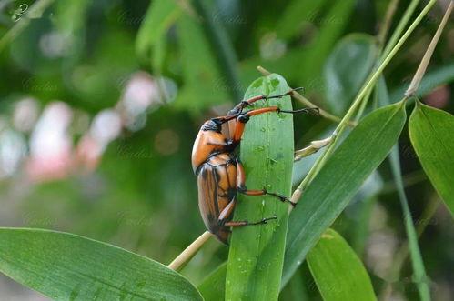 瓜哥吃瓜昆虫视频,昆虫世界里的“吃瓜”奇观