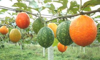 女人梦见吃吊瓜,女人梦中品味吊瓜的神秘寓意