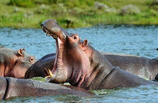 大河马吃瓜动物视频,大河马趣味吃瓜瞬间