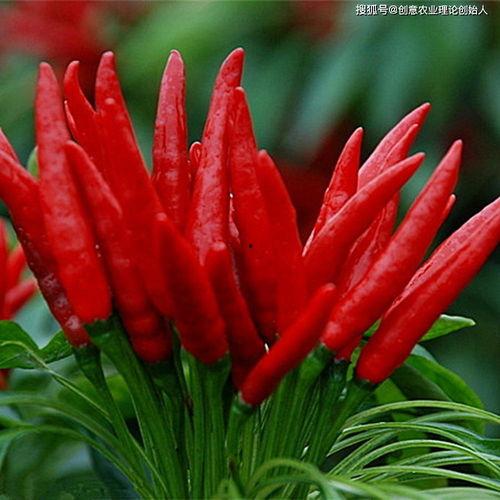 jds66吃瓜,揭秘jds66吃瓜背后的娱乐风云