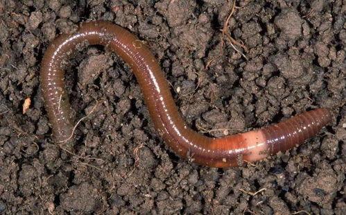 蚯蚓吃烂瓜吗,探究它们对烂瓜的喜爱与消化