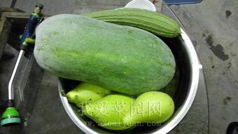 吃瓜今日吃瓜热门大瓜,揭秘吃瓜群众热议的惊天大瓜！