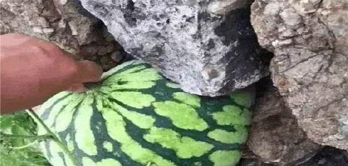 吃瓜不扭瓜的照片