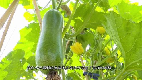 吃a瓜之广东分瓜,吃a瓜之广东分瓜文化探秘