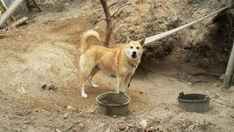 东山口土狗吃瓜事件,一场意外引发的社区热议