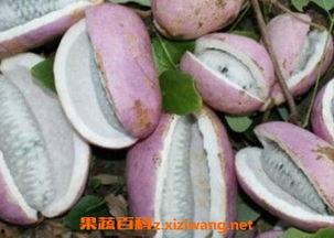 长脚气可以吃八月瓜吗,长脚气患者可尝试食用八月瓜缓解症状