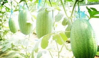 丰诚上品吃瓜,揭秘吃瓜新潮流