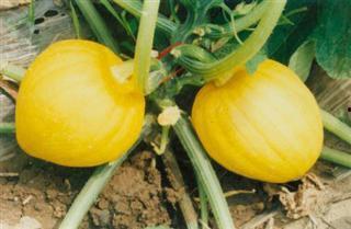 奶栗视频吃瓜,揭秘网红吃瓜背后的故事