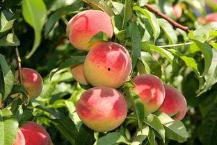 吃瓜桃桃君,揭秘娱乐圈那些不为人知的幕后故事