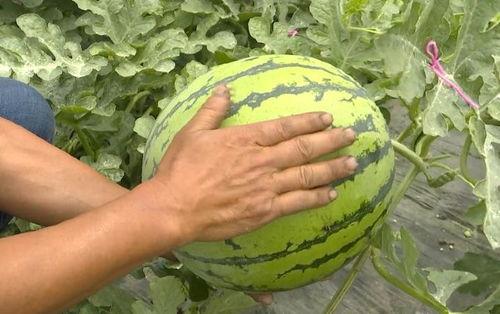 吴江吃瓜的视频,揭秘娱乐圈幕后故事