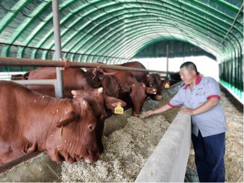 红牛吃瓜扮猪,揭秘网红背后的真实故事