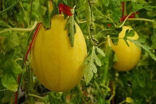 洛阳吃瓜群,揭秘当地美食文化圈