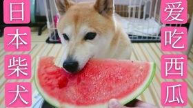 日本吃瓜配音,揭秘日本流行文化中的趣味配音现象