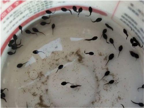 蝌蚪可以吃哈密瓜吗,探索哈密瓜的适宜性