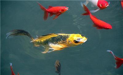 锦鲤吃瓜录屏,揭秘网红美食背后的故事