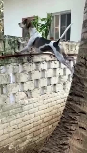 狗子吃瓜看人吵架,趣味视角下的社会百态