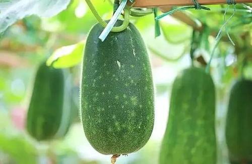 三伏吃三瓜三瓜是哪三瓜,清凉消暑的“三瓜”秘籍