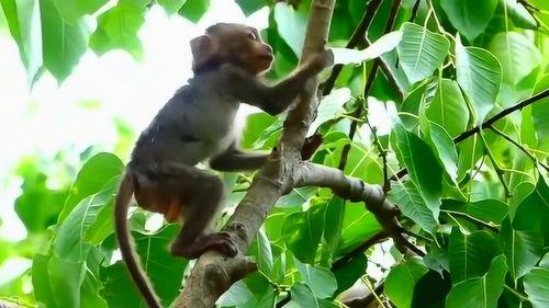 猴子上树吃瓜视频