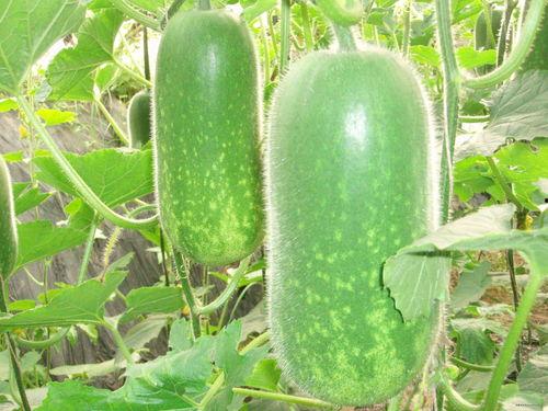 小瓜吃不停大瓜吃不撑,揭秘消食解腻的神奇组合