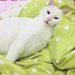 小胖子吃瓜卡通,趣味横生的卡通故事