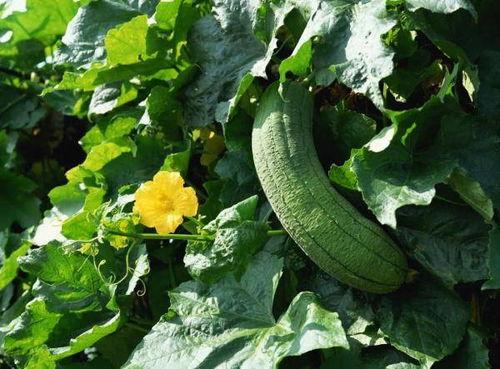 吃瓜叶说说,探寻夏日消暑美食的奥秘