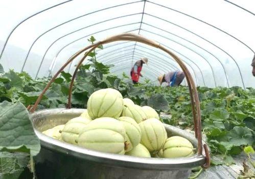 吃瓜亭如何得到,网络热点的幕后故事