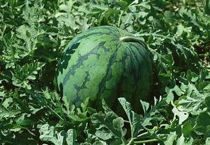 桌子上的吃瓜,共享欢乐时光