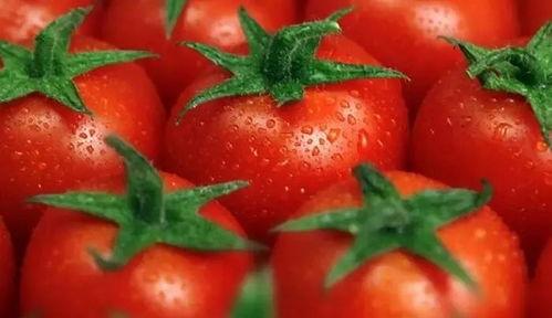 番茄小说吃瓜王座,番茄小说中的瓜界风云录