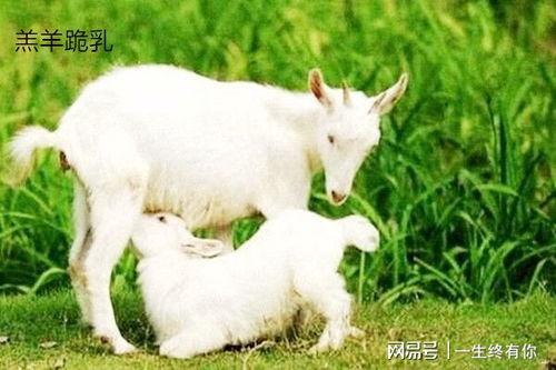 小羊吃瓜群,趣味横生的羊群生活趣事