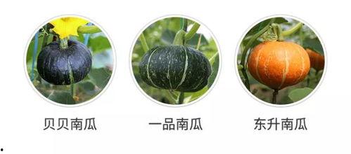 吃瓜都吃不着好的瓜