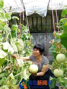 山东即墨吃瓜,探寻山东特色美食之旅