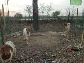 羊圈吃瓜爆料图片,揭秘娱乐圈最新爆料瞬间