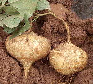 土瓜和豇豆能一起吃吗吗,探究能否同食的饮食奥秘