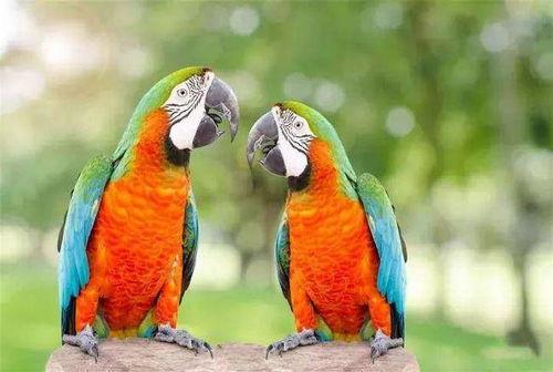 鹦鹉可以吃白瓜