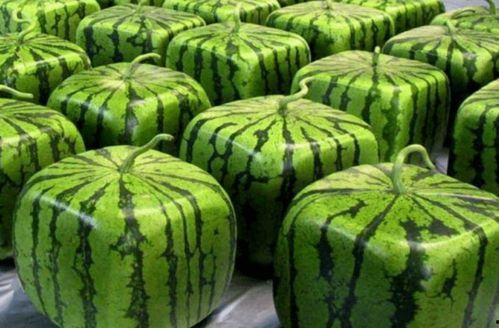 吃瓜中国入口,网络舆论场中的热点追踪与现象解析