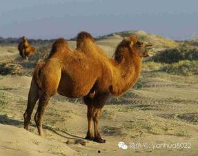 骆驼吃不吃土瓜,探究它们对土瓜的偏好