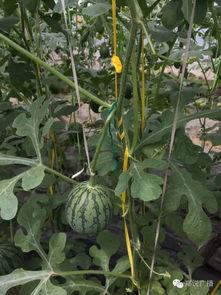 郑州大型吃瓜公司,揭秘大型吃瓜公司的崛起之路