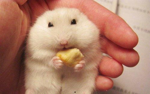 仓鼠乔乔吃瓜,仓鼠乔乔的瓜田奇遇记