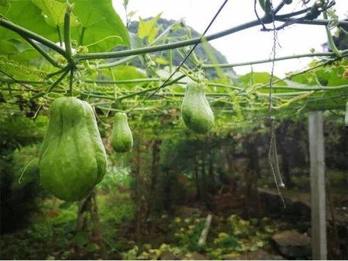 为什么吃佛手瓜会胃酸呢,佛手瓜引发胃酸过多之谜探究