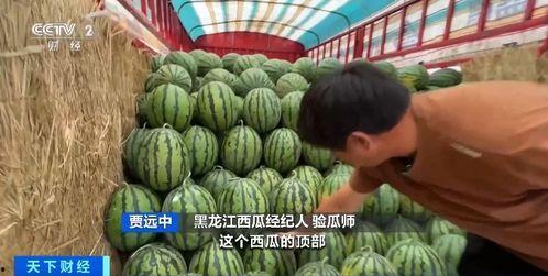 吃瓜铁线虫,一场舌尖上的奇异之旅  第3张