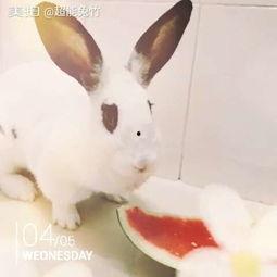 吃瓜的仙女兔,揭秘奇幻世界的甜蜜生活  第3张