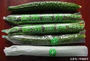 吃瓜专用袋 第3张 吃瓜专用袋 第3张