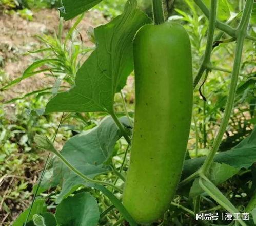 小孩吃瓠子瓜,儿童食用瓠子瓜的益处与注意事项  第2张