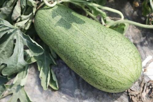 吃瓜什么季节好吃,揭秘夏季最佳吃瓜时光  第2张
