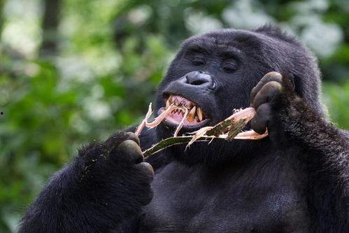 吃瓜七颗猩猩,揭秘热带雨林中的趣味生活 第2张 吃瓜七颗猩猩,揭秘热带雨林中的趣味生活 第2张