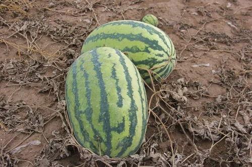 吃瓜群众小辣椒,揭秘吃瓜群众的麻辣视角  第2张